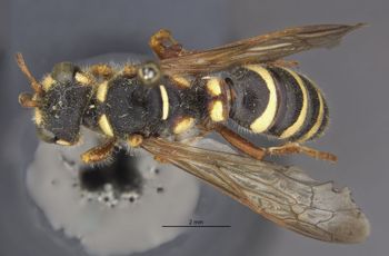 Media type: image;   Entomology 14706 Aspect: habitus dorsal view